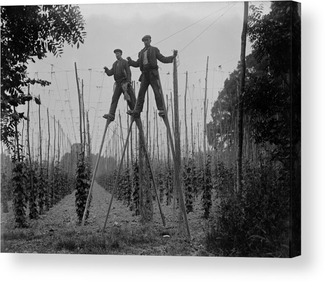 Farm Worker Acrylic Print featuring the photograph Stilt Workers by Fox Photos