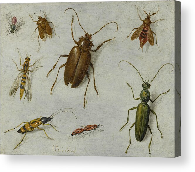 17th Century Art Acrylic Print featuring the painting Study of Insects by Jan van Kessel the Elder