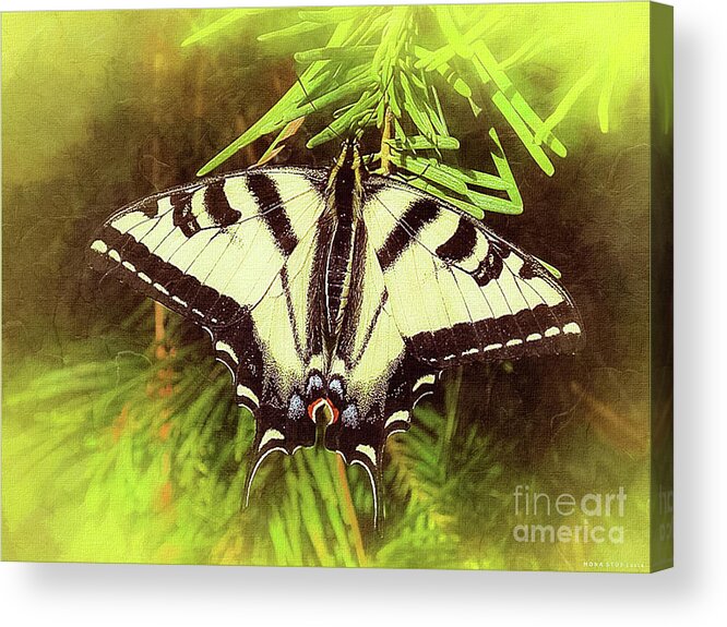 Mona Stut Acrylic Print featuring the digital art Tiger Swallow Tail Papilio Natural Habitat by Mona Stut