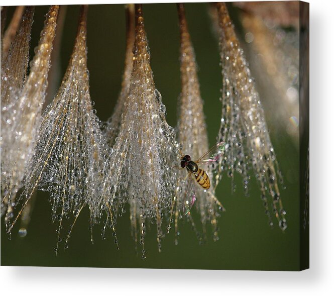 Syrphid Fly Acrylic Print featuring the photograph Syrphid Fly On A Dewy Morn by Daniel Reed