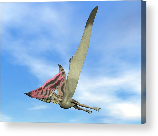 Dinosaur Acrylic Print featuring the photograph Thalassodromeus Prehistoric Bird Flying by Elena Duvernay