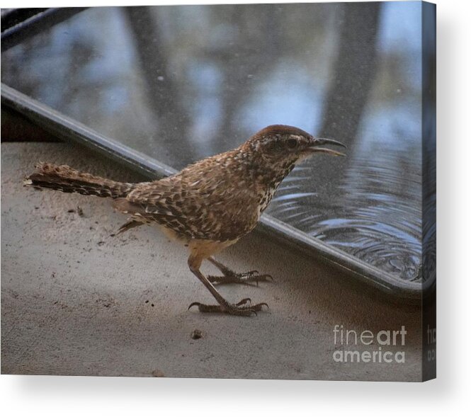 Cactus Wren Acrylic Print featuring the photograph Thanks For The Drink by Janet Marie