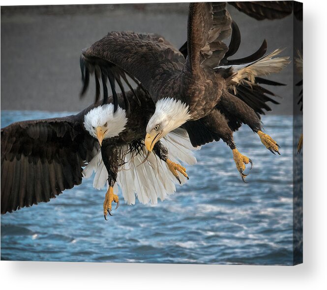 Eagles Acrylic Print featuring the photograph The Aerial Joust by James Capo