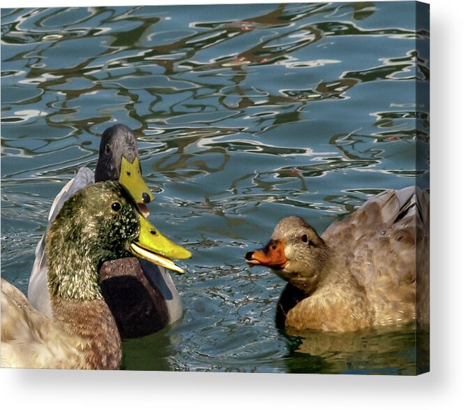 Duck Acrylic Print featuring the photograph The Line 2 by C Winslow Shafer