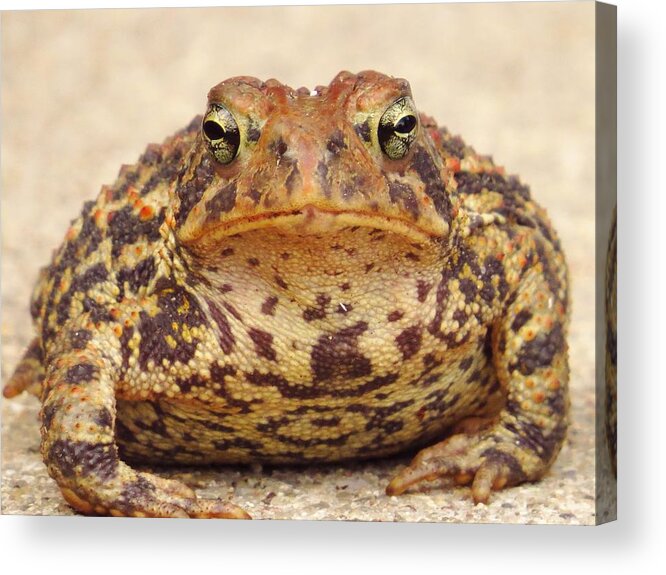 Toads Acrylic Print featuring the photograph This Is My Happy Face by Lori Frisch
