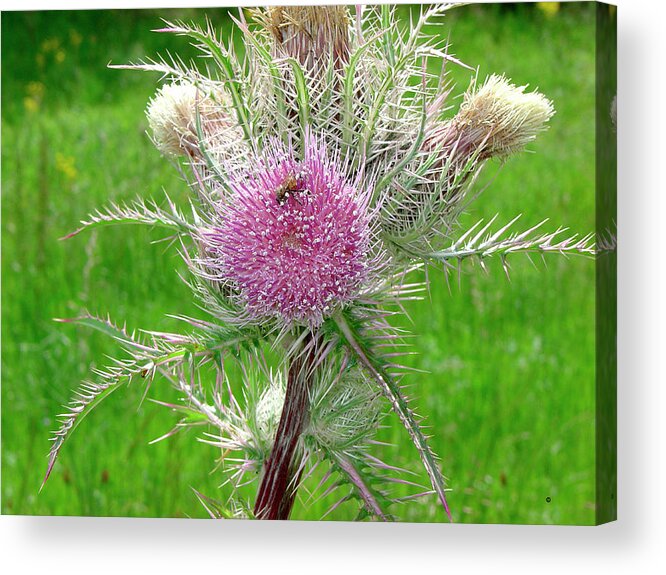 Thistle Acrylic Print featuring the photograph Thistle by Audrey