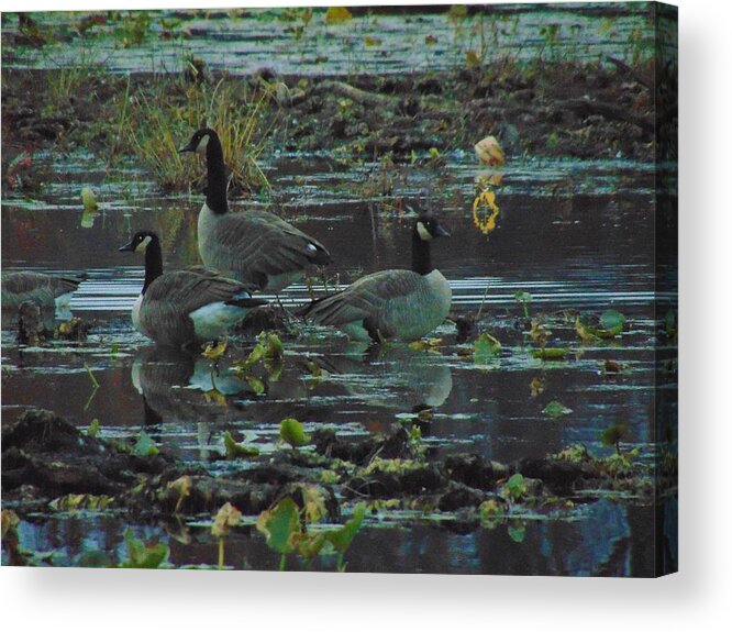 Ducks Acrylic Print featuring the photograph Three Ducks Resting by Antonio Moore