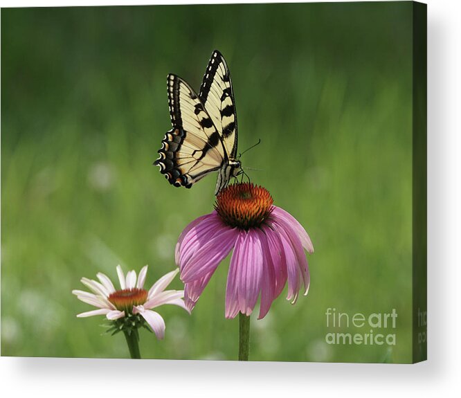 Butterfly Acrylic Print featuring the photograph Tiger Swallowtail Butterfly and Coneflowers by Robert E Alter Reflections of Infinity