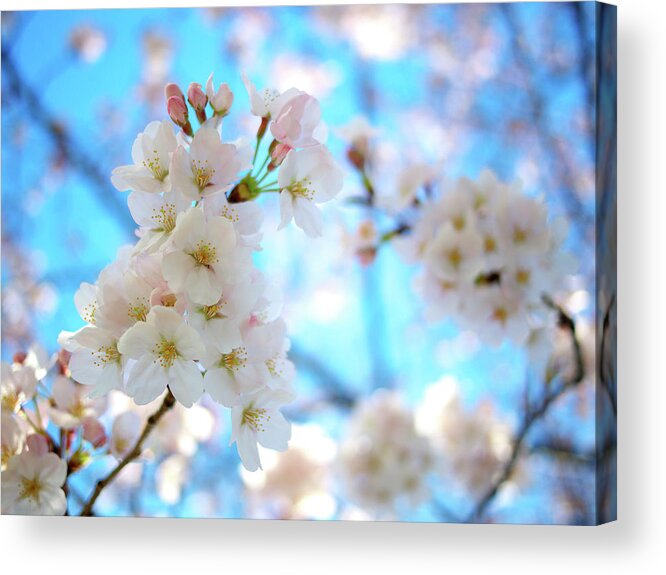 Clear Sky Acrylic Print featuring the photograph Tokyo, Sakura by Takahiro Yamamoto