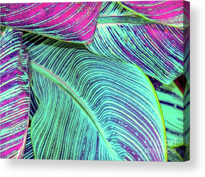Tropical Acrylic Print featuring the photograph Tropic Leaves Abstract by D Davila
