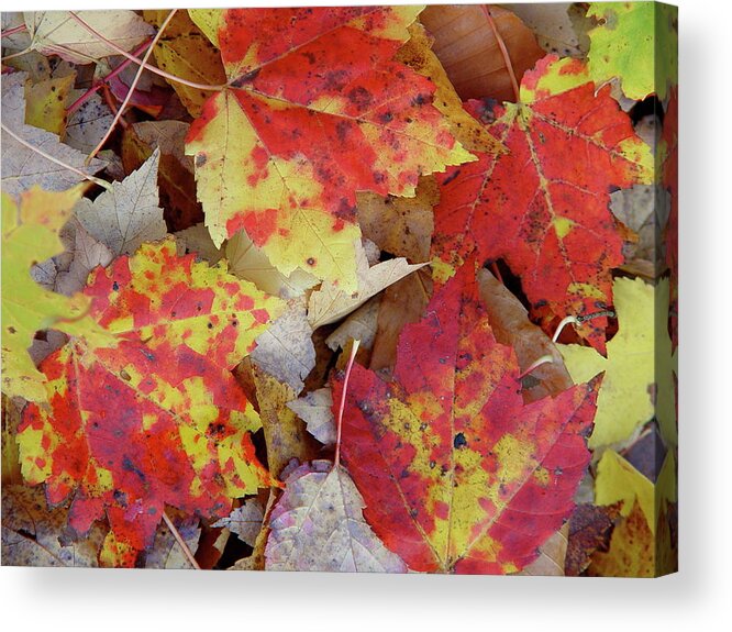 Autumn Acrylic Print featuring the photograph True autumn colors by Silvia Marcoschamer