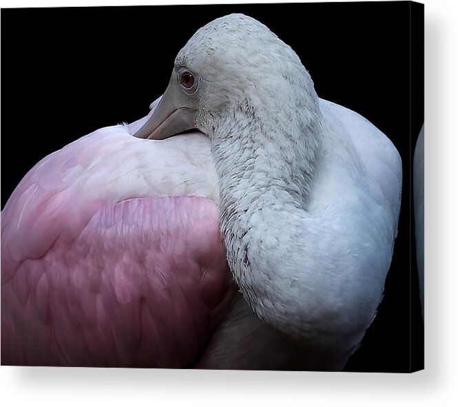 Spoonbill Acrylic Print featuring the photograph Tucked In by Jon W Wallach