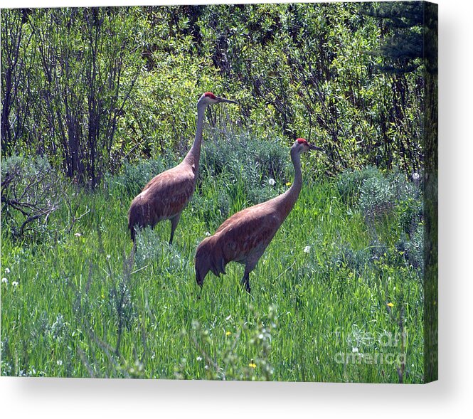 Sandhill Crane Acrylic Print featuring the photograph Two of a Kind by Dorrene BrownButterfield