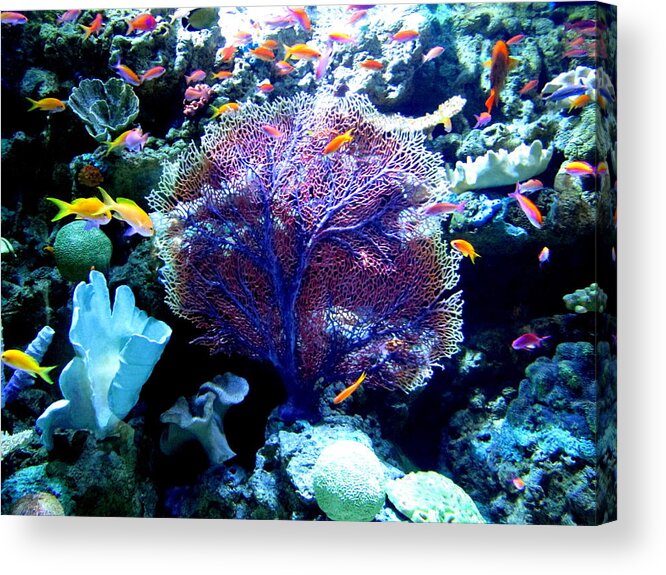 Green Acrylic Print featuring the photograph Undersea Wonder Photograph by Kimberly Walker