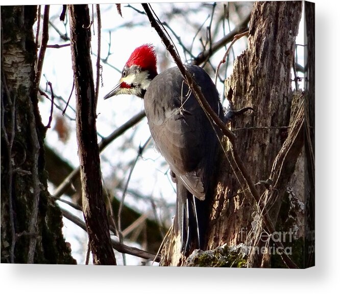 © 2018 Acrylic Print featuring the photograph WaryPileated by Christopher Plummer