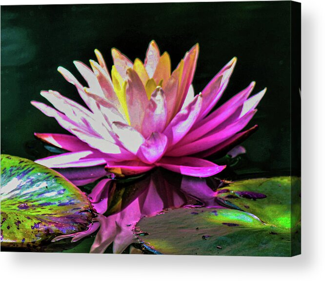 Water Lily Abstract Acrylic Print featuring the digital art Water Lily Abstract by Mary Ann Artz
