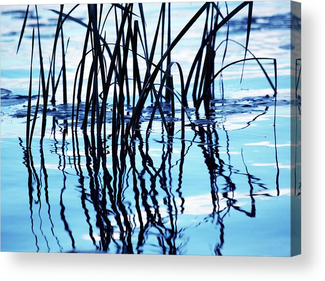Weeds In Water Petrie Island Acrylic Print featuring the photograph Weeds In Water Petrie Island by Clive Branson
