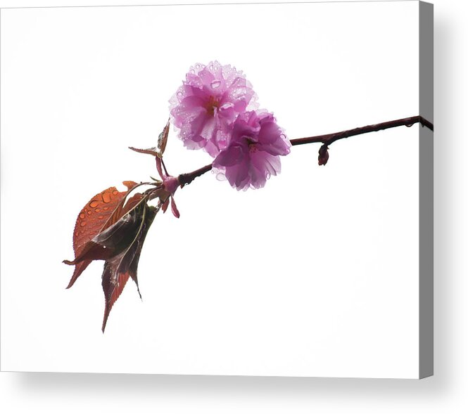 Hanging Acrylic Print featuring the photograph Wet Cherry Blossoms by Orlin Bertsch