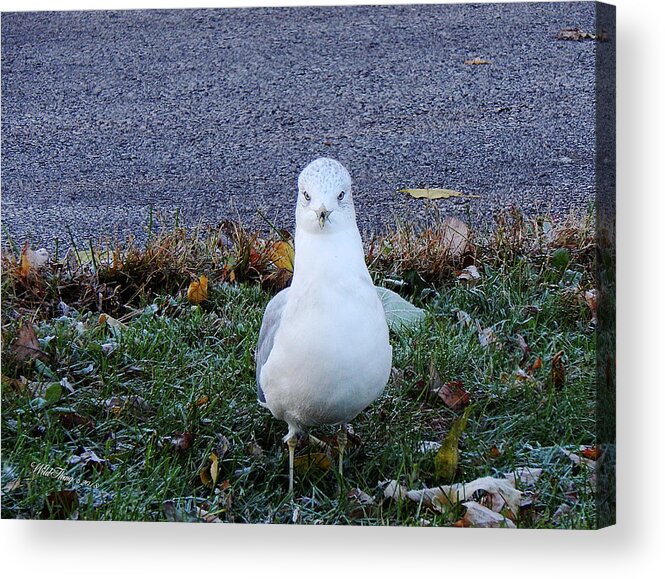 Autumn Acrylic Print featuring the photograph Whadda Are You Lookin At by Wild Thing