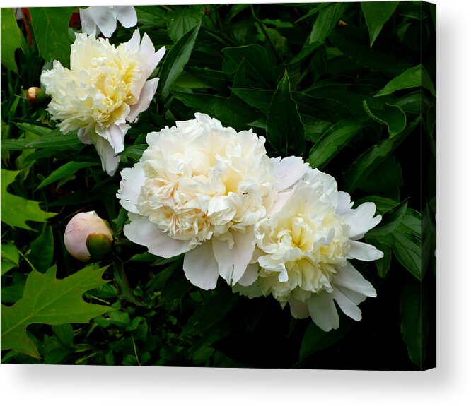 White Peonies Acrylic Print featuring the photograph White Peony Trio by Mike McBrayer