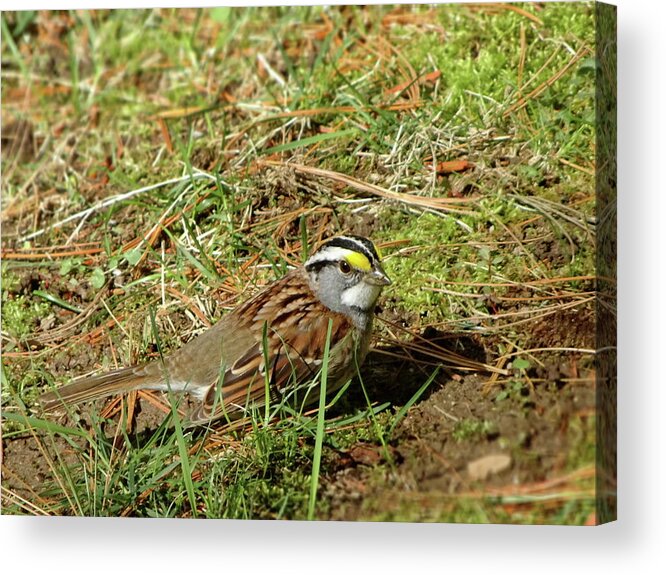 White-throated Sparrow Acrylic Print featuring the photograph White-throated Sparrow by Lyuba Filatova