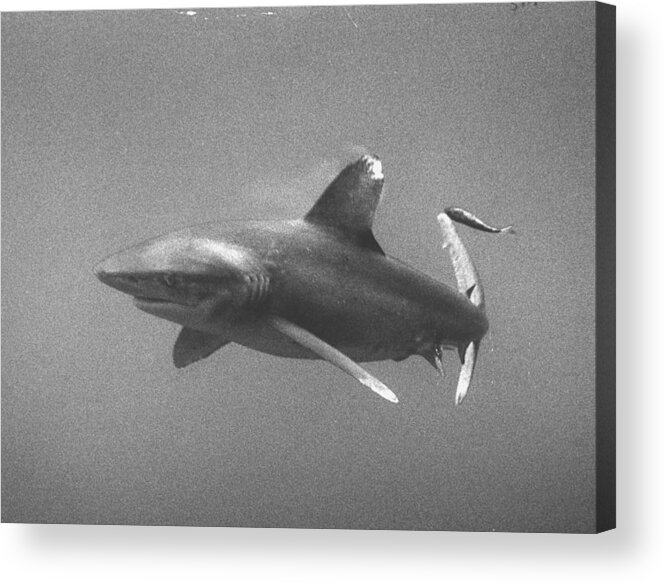 Prowling - Animals Hunting Acrylic Print featuring the photograph White-tip shark prowling Gulf of Mexico. by Peter Stackpole