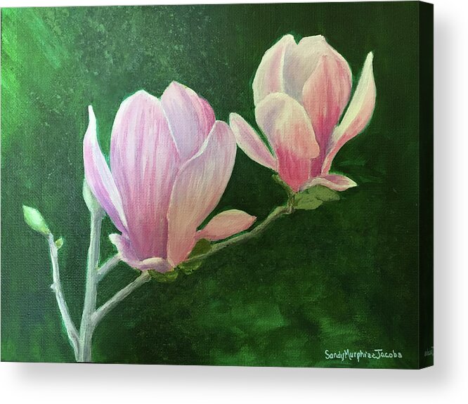 Pink Acrylic Print featuring the painting Winter Blossoms-Saucer Magnolia by Sandy Murphree Jacobs