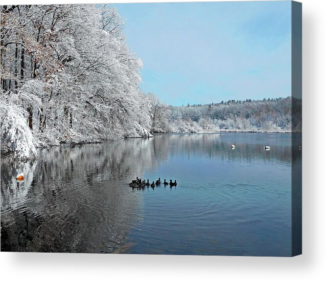American Coot Acrylic Print featuring the photograph Winter Lake and American Coots by Lyuba Filatova