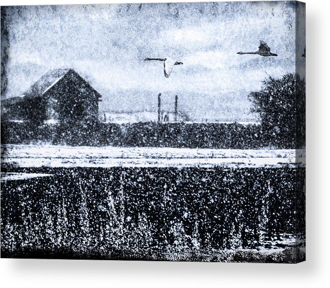 Winter Acrylic Print featuring the digital art Winter Swans by Ken Taylor