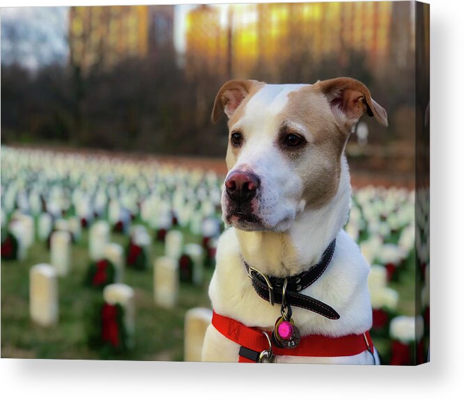 Dog Acrylic Print featuring the photograph With Respect by Lora J Wilson