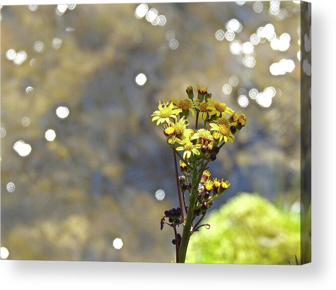 Yellow Acrylic Print featuring the photograph Wonderful Weeds By The Water by Kathy Chism