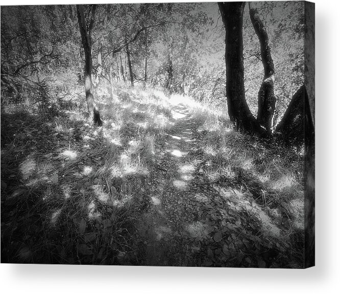 Woodoaks Trail Acrylic Print featuring the photograph Woodoaks Trail by John Parulis