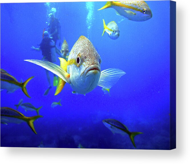 Yellowtail Snapper Acrylic Print featuring the photograph Yellowtails by Climate Change VI - Sales