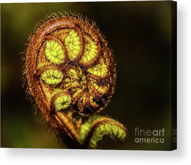 Fern Acrylic Print featuring the photograph Young fern leaves by Lyl Dil Creations
