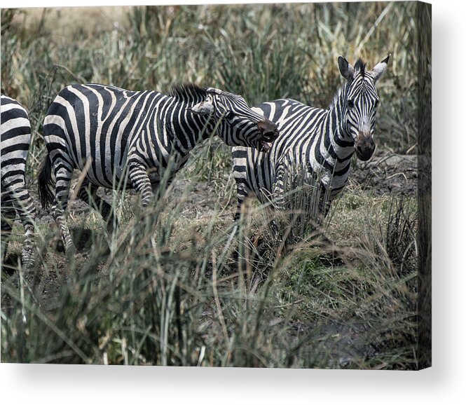 Africa Acrylic Print featuring the photograph Zebra aggressive by Steve Somerville