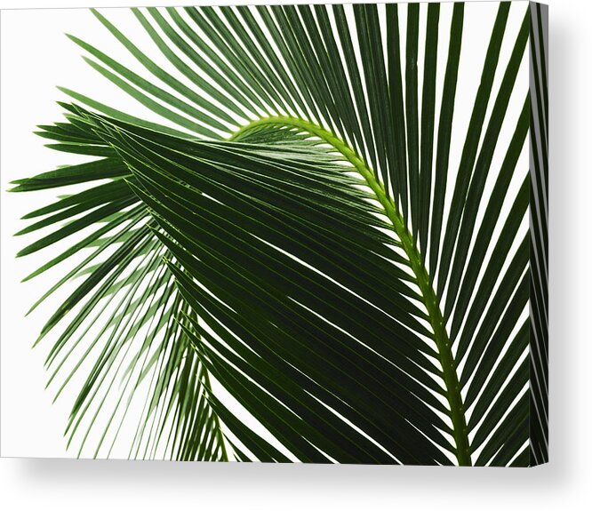 White Background Acrylic Print featuring the drawing A glossy green palm leaf in close up, with central rib and paired fronds. #1 by Mint Images/ David Arky