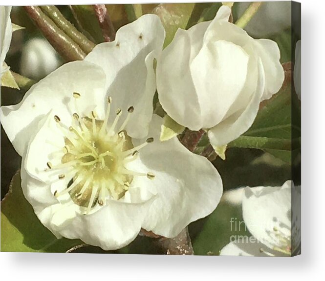 Pear Flowers Acrylic Print featuring the photograph Calm Observation by Carmen Lam