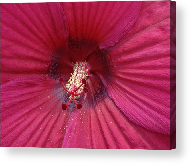 Hardy Hibiscus Acrylic Print featuring the mixed media Hardy Hibiscus #1 by Nancy Ayanna Wyatt