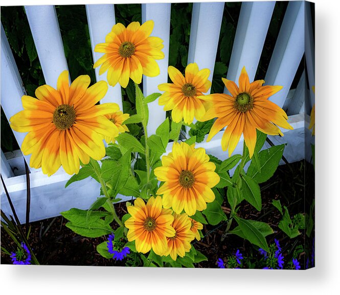 Orange Massachusetts Acrylic Print featuring the photograph Summer Flowers #1 by Tom Singleton