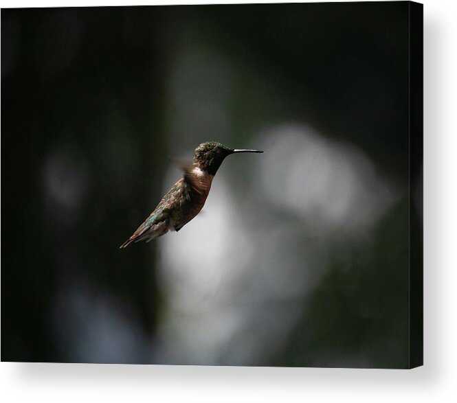 Hd Grey Wallpapers Acrylic Print featuring the photograph Nature #1111 by Les Classics