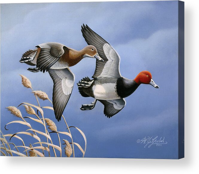 Two Redhead Ducks In Flight Acrylic Print featuring the painting 1986 Redhead Ducks by Wilhelm Goebel