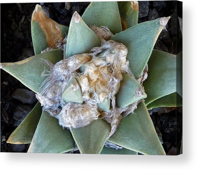 Ariocarpus Retusus Acrylic Print featuring the photograph Cactus 3 #2 by Selena Boron