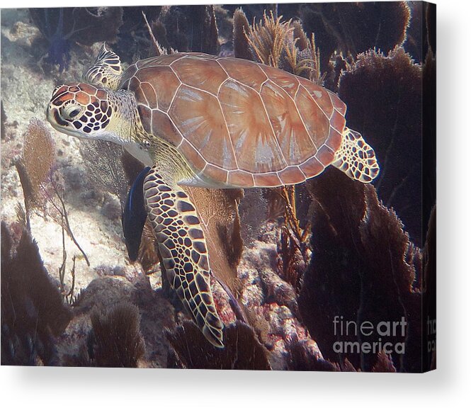 Underwater Acrylic Print featuring the photograph Green Sea Turtle 31 #2 by Daryl Duda