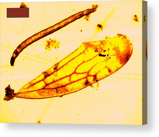 Microscope Acrylic Print featuring the photograph Mosquito larva under a microscope #2 by PhotoStock-Israel