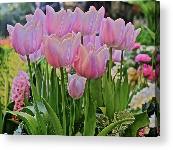 Tulips Acrylic Print featuring the photograph 2020 Pink Tulips Spring Welcome by Janis Senungetuk