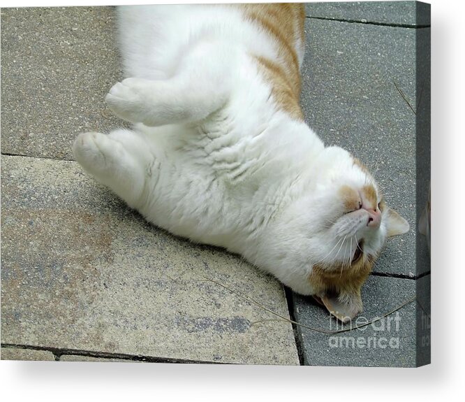 Cat Acrylic Print featuring the photograph A Different Look At Life by D Hackett
