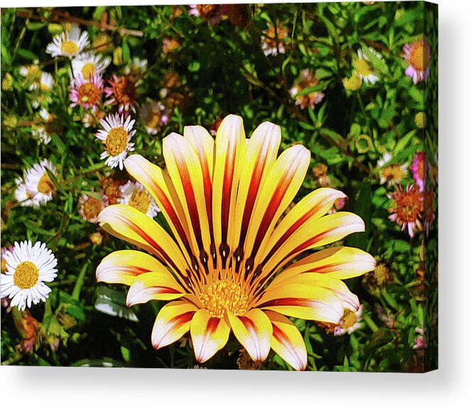 Flowers Acrylic Print featuring the photograph A Sunrise of Flowers by Marcus Jones