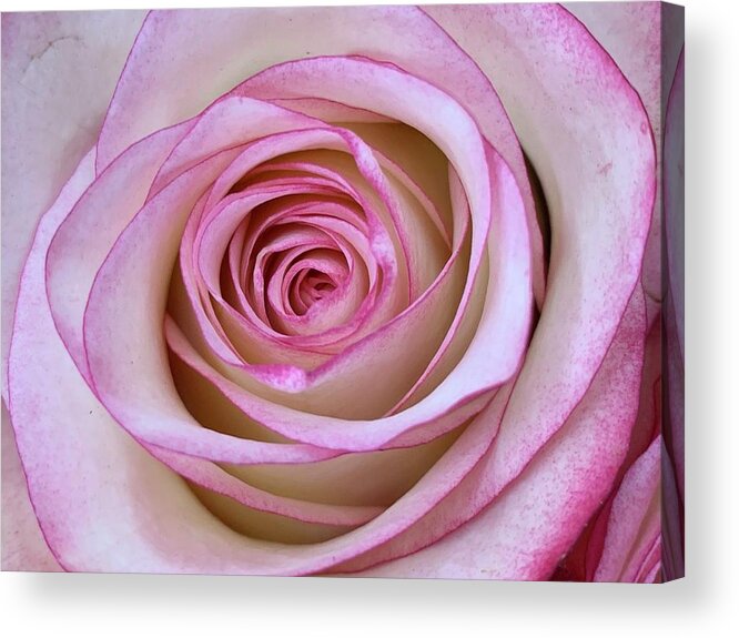 Rose Acrylic Print featuring the digital art A Tapering Perse by Tiesa Wesen
