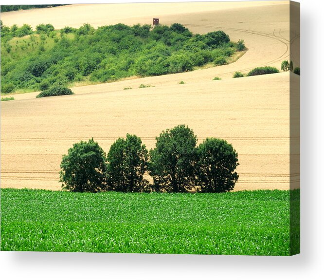 Tree Acrylic Print featuring the photograph A Tree Family by Keiko Richter