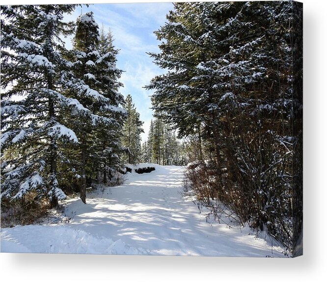 A Winter Trail Acrylic Print featuring the photograph A Winter Trail by Nicola Finch